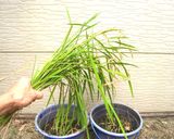 バケツ稲の恵み2024作り方1写真