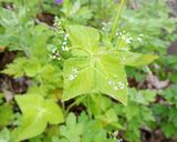 茶わん蒸し作り方6写真