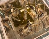 水出しで昆布と煮干しの出汁作り方1写真