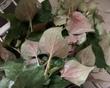 ドクダミ茶作り方1写真