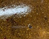 種胡瓜の漬け物作り方3写真