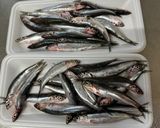 横浜発♡小鰯で自家製アンチョビと魚醤作り方1写真