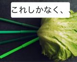シャキシャキ長持ち！レタスの芯にアレを刺すだけ作り方2写真