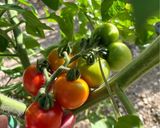 ボルゲーゼ🍅の自家製セミドライトマト作り方1写真