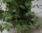 訪問ヘルパーが作る豆苗の柔らかい卵とじ作り方1写真