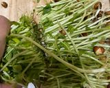 豆苗一袋🌱激安おいしい空芯菜風炒め作り方1写真