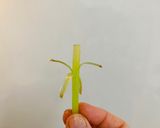 ふきの下処理作り方3写真