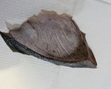 ぶりの臭みを取る方法作り方4写真