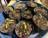 ボルゲーゼ🍅の自家製セミドライトマト作り方13写真