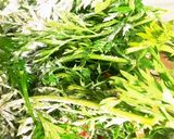 胡麻油で香ばしいサクサクな野菜の天ぷら作り方3写真
