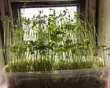 収穫した豆苗さんのお味噌汁作り方1写真