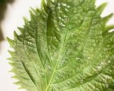 大葉の塩漬け☆長期保存可能☆赤紫蘇でも可作り方3写真