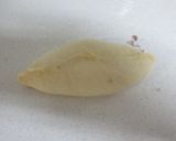 あんロールパン作り方5写真