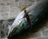 簡単～大きめ魚のサバキ方～作り方3写真