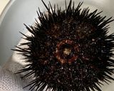 誰でも捌けるウニの捌き方作り方3写真