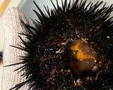 誰でも捌けるウニの捌き方作り方4写真