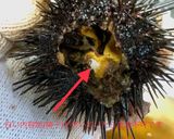 誰でも捌けるウニの捌き方作り方12写真