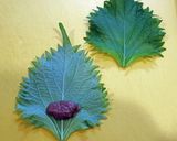 しそ巻き作り方4写真