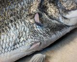愛知の魚100　黒鯛のアクアパッツァ作り方2写真