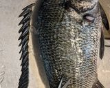 愛知の魚100　黒鯛のアクアパッツァ作り方1写真