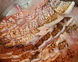 本格鯛めし作り方10写真