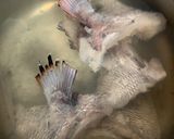 ほっこりサーモンと舞茸の出汁茶漬け作り方1写真