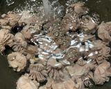 砂肝の唐揚げ〜ピリ辛花椒風味〜作り方3写真