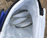 コハダの酢漬けにキュウリと新生姜◎作り方1写真