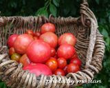トマト大量消費保存に☆完熟トマトの水煮作り方1写真