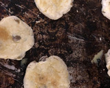 Bestスコーン　スコットランドお菓子作り方7写真