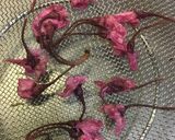 八重桜で桜湯作り方5写真