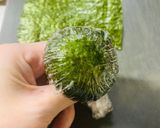 十字切りかわいいまるにぎりお弁当作り方2写真