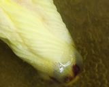 リカちゃん♡花オクラの即席出汁おひたしꕤ作り方10写真
