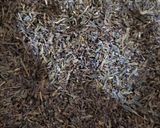 我が家のほうじ茶作り方2写真