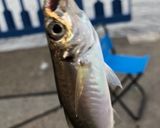 釣ったコアジのオリーブオイル焼き作り方1写真