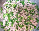 ちょうどよい辛さの麻婆豆腐ダイエット作り方6写真