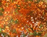 ちょうどよい辛さの麻婆豆腐ダイエット作り方7写真