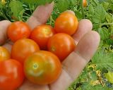 食欲が増す♥夏野菜の油みそ炒め作り方1写真