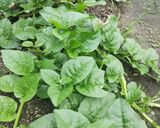 夏野菜~つるむらさきの白和え！作り方6写真