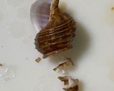 【シライトマキバイ】灯台ツブ作り方2写真