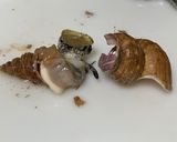 【シライトマキバイ】灯台ツブ作り方6写真