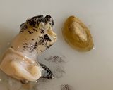 【シライトマキバイ】灯台ツブ作り方10写真
