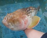 オコボの卵の煮付け作り方1写真