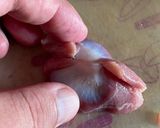俺流！柔らか砂肝の南蛮漬け作り方4写真