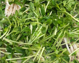 メチャ簡単☆豆苗ともやしの中華炒め作り方3写真