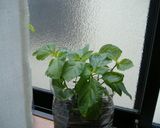 みょうがの忘れ物の甘酢漬け作り方8写真