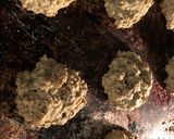 Best 朝食にぴったりな スコーン作り方6写真