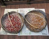 ドライトマトの作り方（天日干し編）～♪作り方6写真