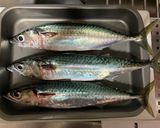 【基本】しめ鯖の作り方作り方1写真