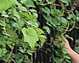 庭で収穫 おかわかめのおひたし作り方1写真